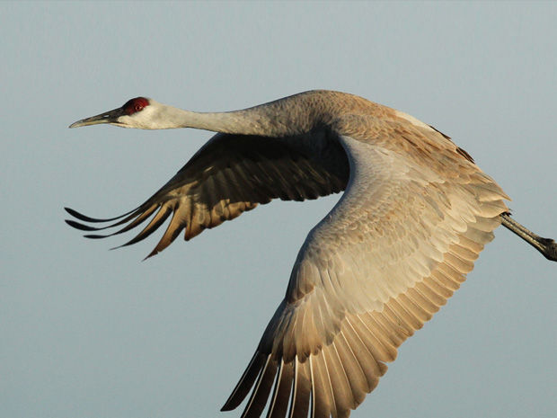 Sandhill cranes make annual migration through central Nebraska